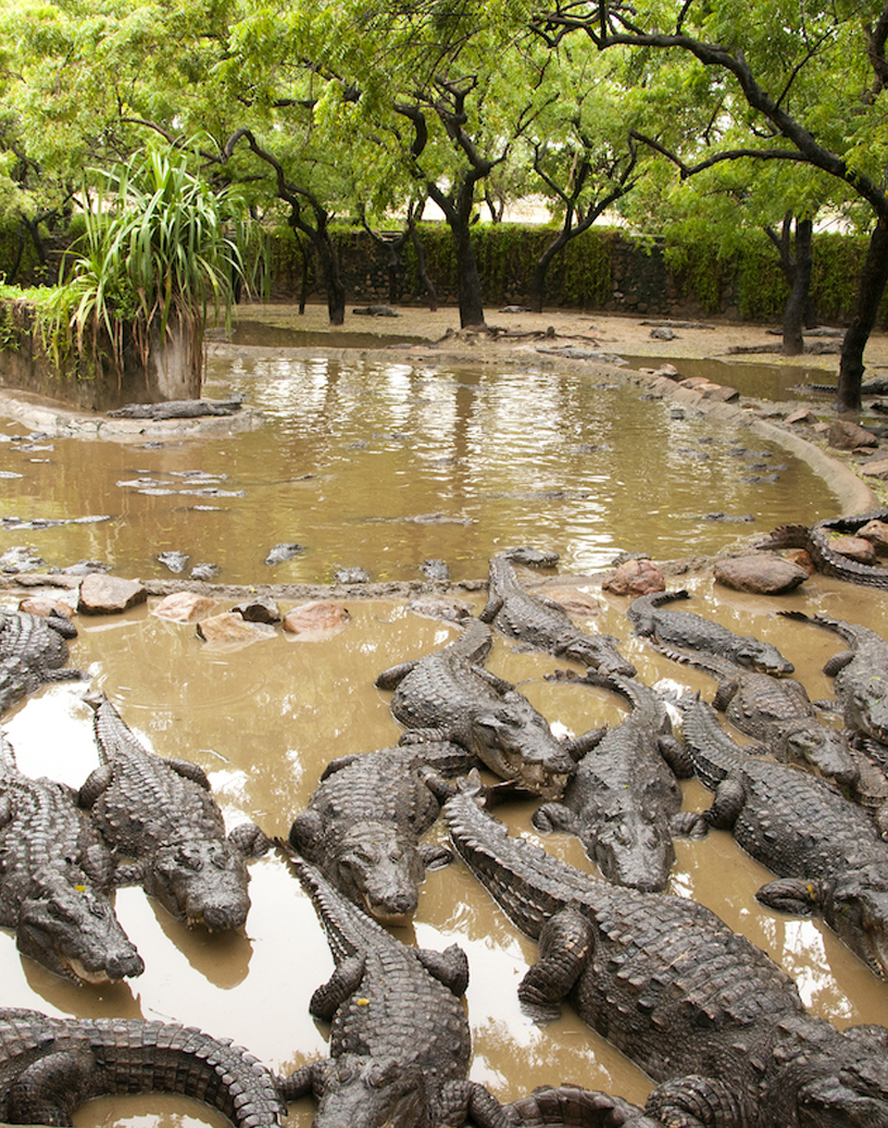 One Day Tour in Mahabalipuram